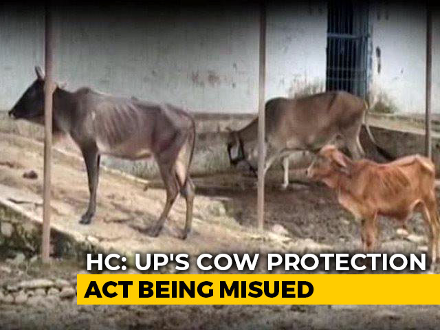 Law Against Cow Slaughter in UP Being Misused, Says Allahabad High Court