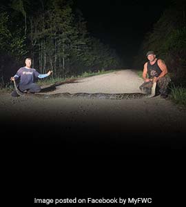 'Beast Of A Snake': Huge Python Sets New Record In Florida 'Beast Of A Snake': Huge Python Sets New Record In Florida