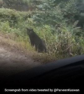 Video Of Black Panther At Undisclosed Location Goes Viral Video Of Black Panther At Undisclosed Location Goes Viral