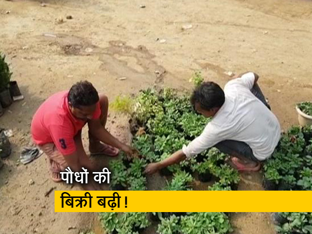 दिल्ली : खराब होती हवा के चलते बिक रहे हैं पौधे