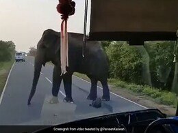 Viral Video: Elephant Steals Bananas From Truck On Highway, Twitterati Are Divided Viral Video: Elephant Steals Bananas From Truck On Highway, Twitterati Are Divided