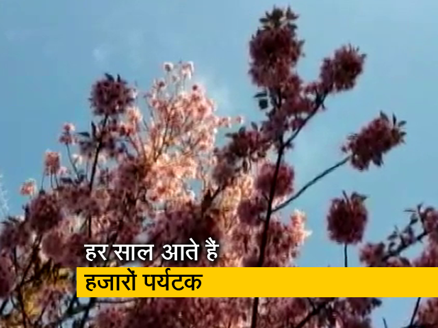 कोविड महामारी के कारण चेरी ब्लॉसम फेस्टिवल का आयोजन नहीं होगा