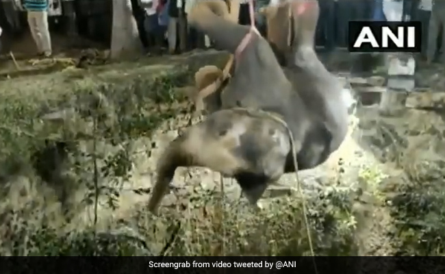 Video: Elephant Trapped In 50-Foot Well Rescued In Tamil Nadu