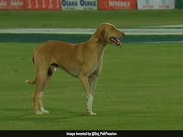 PSL 2020 के क्वालीफायर मैच में मैदान पर पहुंचा कुत्ता, लोगों ने कहा-' दर्शक को अनुमति नहीं लेकिन .." PSL 2020 के क्वालीफायर मैच में मैदान पर पहुंचा कुत्ता, लोगों ने कहा-' दर्शक को अनुमति नहीं लेकिन .."