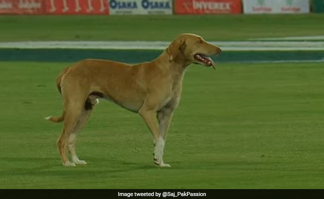 PSL 2020 के क्वालीफायर मैच में मैदान पर पहुंचा कुत्ता, लोगों ने कहा-' दर्शक को अनुमति नहीं लेकिन .."