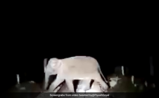 पटरी पर अचानक आकर खड़े हो गए तीन हाथी, ड्राइवर ने तुरंत रोकी ट्रेन और फिर... रेल मंत्री ने शेयर किया Video