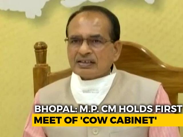 Shivraj Singh Chouhan Chairs First Cow Cabinet Meet In Madhya Pradesh