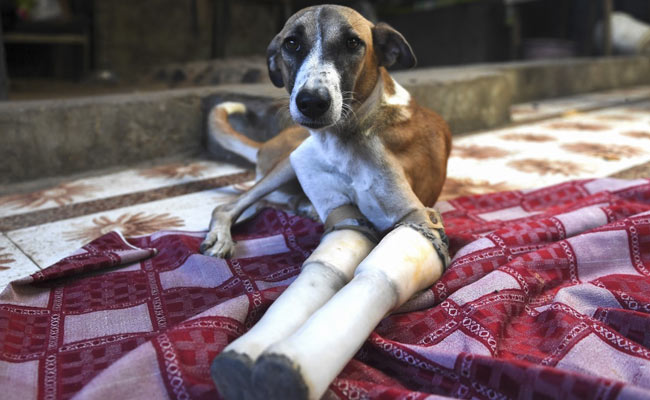 Indian Street Dog's Rocky Road To Recovery Ends In Britain