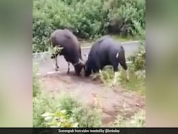 बीच सड़क पर खतरनाक Fight करने लगे दो जंगली भैंसे, सींगों से किया वार और फिर... देखें पूरा Video बीच सड़क पर खतरनाक Fight करने लगे दो जंगली भैंसे, सींगों से किया वार और फिर... देखें पूरा Video