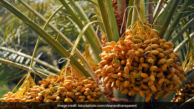 "Eating Fallen Fruits Without Washing Dangerous": AIIMS Expert On Nipah