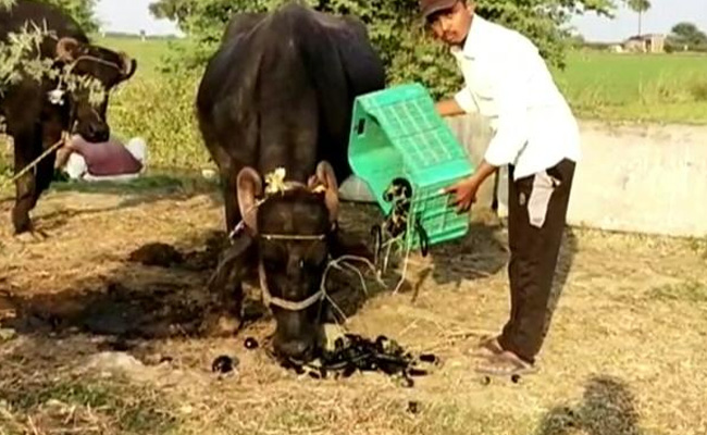 Denied Fair Price In Market, MP Farmers Use Vegetables As Cattle Fodder