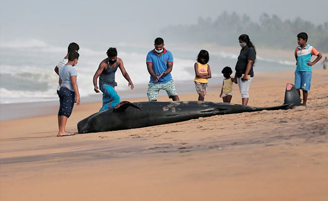 Sri Lankan Navy, Villagers Rescue More Than 100 Stranded Whales