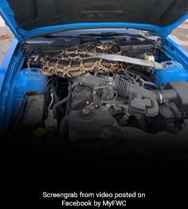 10-Foot Python Found Under The Hood Of A Car. Watch Hair-Raising Video