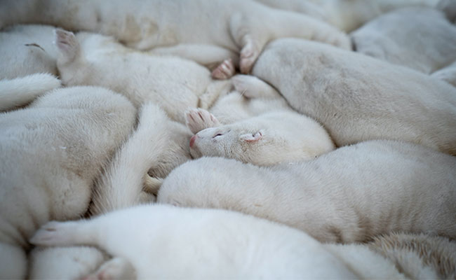 Covid Kills 15,000 US Mink, Denmark Prepares For Nationwide Cull