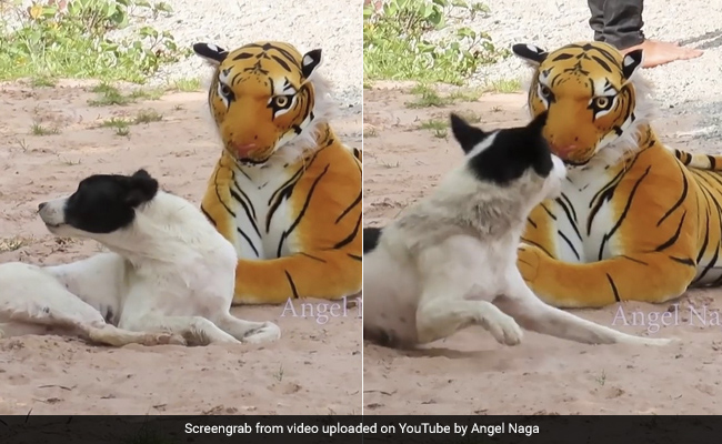 YouTuber Pranks Animals With Fake Tiger. Videos Are Viral With Millions Of Views