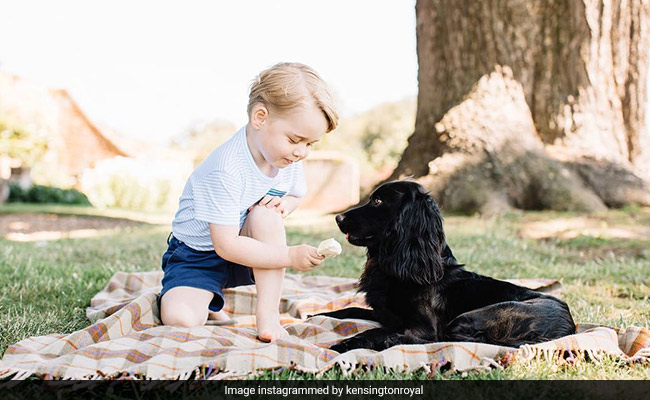 Prince William And Kate Say Goodbye To Their Family Dog "Lupo" 