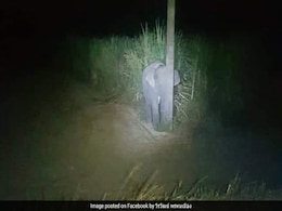 खेत मे चोरी से गन्ने खा रहा था हाथी का बच्चा, शख्स आया तो छिप गया खंभे के पीछे - देखे Viral Photo खेत मे चोरी से गन्ने खा रहा था हाथी का बच्चा, शख्स आया तो छिप गया खंभे के पीछे - देखे Viral Photo