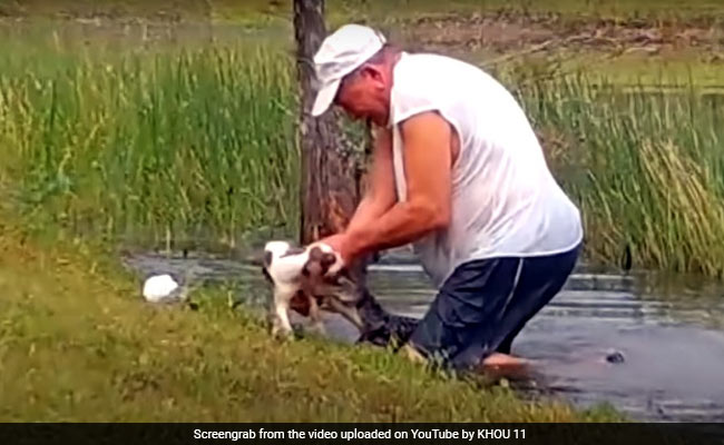 कुत्ते को जबड़े में दबाकर बैठा था मगरमच्छ, 74 साल का बुजुर्ग कूद गया नदी में पकड़ा जबड़ा और फिर... देखें पूरा Video