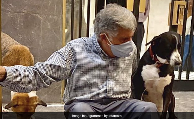 Ratan Tata Reveals How His Office Dog "Goa" Got The Unusual Name