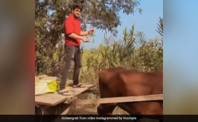 सिद्धार्थ शुक्ला पंजाब की सड़कों पर खड़े होकर बैलगाड़ी चलाते आए नजर, देखें VIDEO