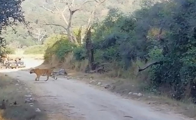 Watch: Tigress Crosses Road With Her Four Cubs In Corbett National Park