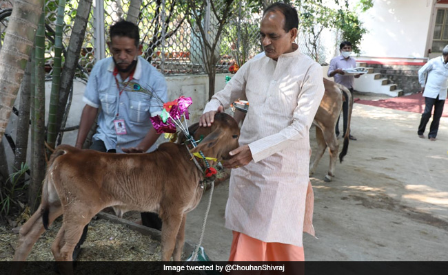 Shivraj Singh Chouhan Chairs First Cow Cabinet Meet In Madhya Pradesh
