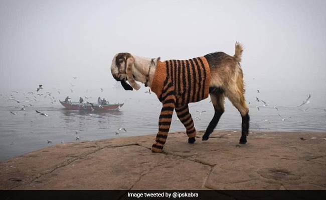कड़कड़ाती ठंड में बकरे को पहनाया स्वेटर, IPS ने दिया ऐसा Reaction, बोले - ठंड उन्हें भी लगती है, जो...