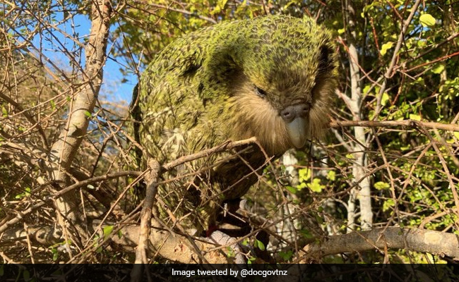 New Zealand's 'Bird Of The Year' Election Tainted By Voter Fraud