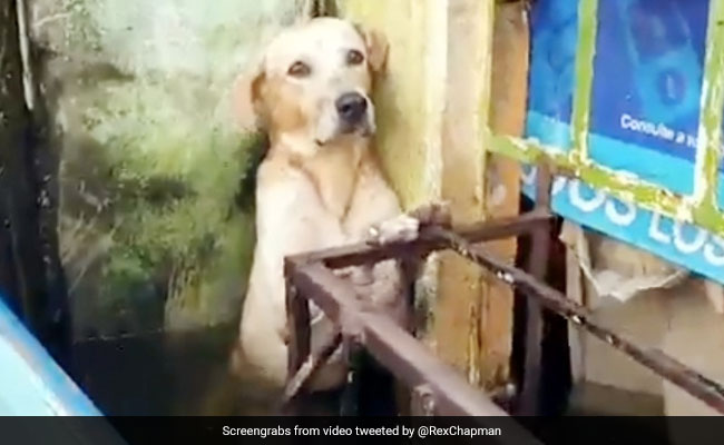 बाढ़ के पानी में फंसा था कुत्ता, कंपकंपाता देख बचाया, तो रो पड़े लोग - देखें Viral Video