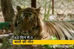 MP में बाघों की लगातार मौतों से खतरे में 'टाइगर स्टेट' का तमगा MP में बाघों की लगातार मौतों से खतरे में 'टाइगर स्टेट' का तमगा