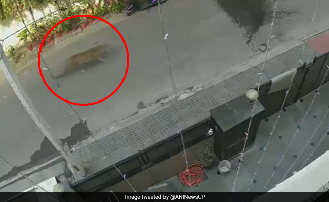 Leopard Spotted In Residential Area Of Ghaziabad. Video Is Viral