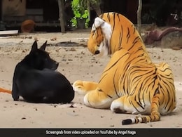 शख्स ने कुत्ते के सामने रख दिया नकली बाघ, देखते ही दिया ऐसा रिएक्शन- 50 लाख से ज्यादा बार देखा गया YouTube Video शख्स ने कुत्ते के सामने रख दिया नकली बाघ, देखते ही दिया ऐसा रिएक्शन- 50 लाख से ज्यादा बार देखा गया YouTube Video
