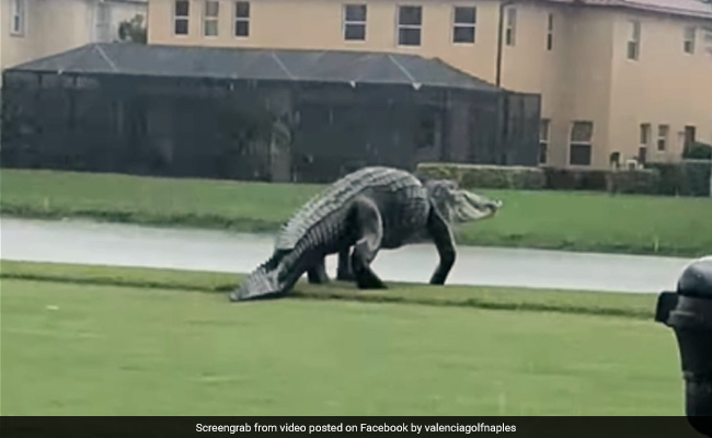 Dinosaur-Like Alligator Spotted On Golf Course During Storm Eta. Watch