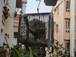 पिंजरे में बंद पंछी को खुला आसमान दिलाने का मिशन 'पंख', 20 हजार से ज्यादा तोतों को मिल चुकी है आजादी पिंजरे में बंद पंछी को खुला आसमान दिलाने का मिशन 'पंख', 20 हजार से ज्यादा तोतों को मिल चुकी है आजादी