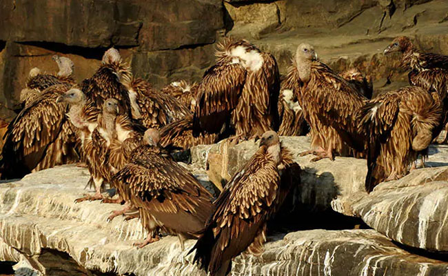 Vultures Often Fly Upto 150 Km Daily In Search Of Food: Study