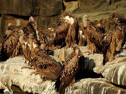 मध्यप्रदेश: देश में पहली बार पन्ना बाघ अभयारण्य में गिद्धों की रेडियो टैगिंग शुरू मध्यप्रदेश: देश में पहली बार पन्ना बाघ अभयारण्य में गिद्धों की रेडियो टैगिंग शुरू