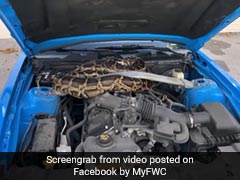 10-Foot Python Found Under The Hood Of A Car. Watch Hair-Raising Video