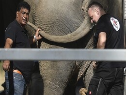 "World's Loneliest Elephant" Lands In Cambodia From Pak, Greeted By American Superstar "World's Loneliest Elephant" Lands In Cambodia From Pak, Greeted By American Superstar