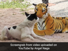 YouTuber Pranks Animals With Fake Tiger. Millions Of Views For Videos