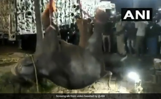 50 फुट गहरे कुएं में गिर गया हाथी का बच्चा, 16 घंटे की कोशिशों के बाद ऐसे निकाला बाहर - देखें Video