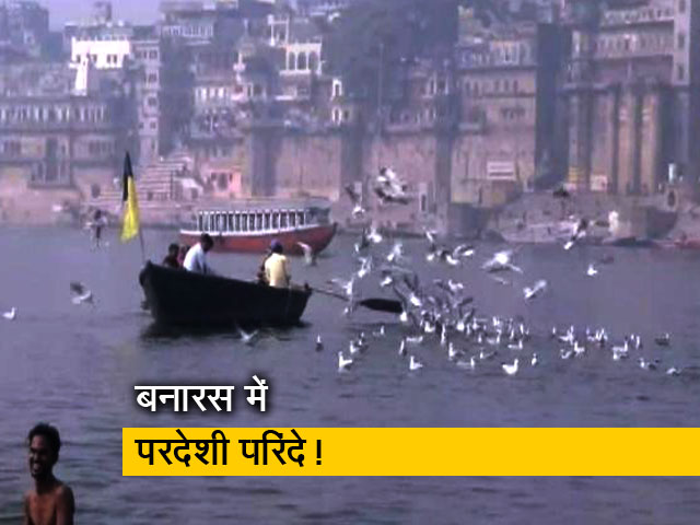 बनारस में गंगा नदी पर आए साइबेरियन पक्षी