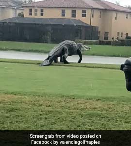 Dinosaur-Like Alligator Spotted On Golf Course During Storm Eta. Watch