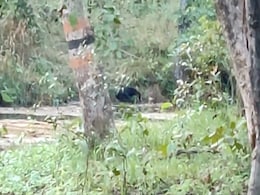 MP के टाइगर रिजर्व में दिखा 'जंगल बुक' के मोगली का 'बघीरा', लोगों में बना आकर्षण का केंद्र; देखें VIDEO MP के टाइगर रिजर्व में दिखा 'जंगल बुक' के मोगली का 'बघीरा', लोगों में बना आकर्षण का केंद्र; देखें VIDEO