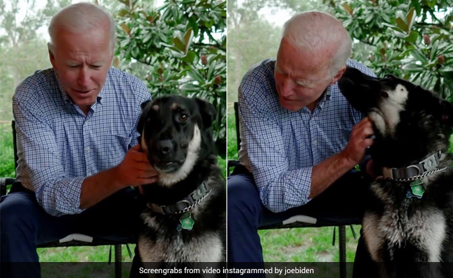 Joe Biden's Dog Repeatedly Bit Secret Service Agents, White House Played It Down, Show Documents
