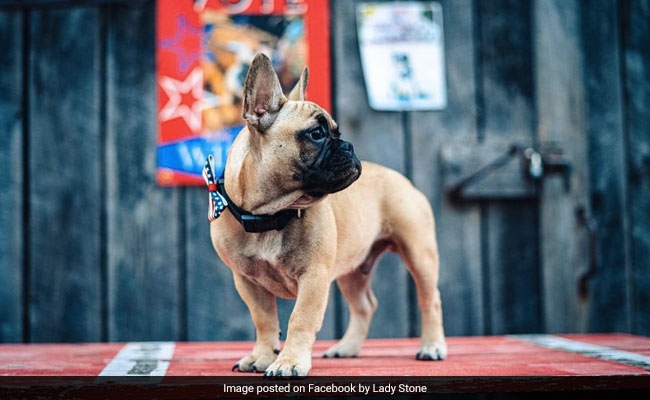 US Town Elects French Bulldog As Mayor