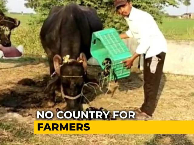 Denied Fair Price In Market, MP Farmers Use Vegetables As Cattle Fodder