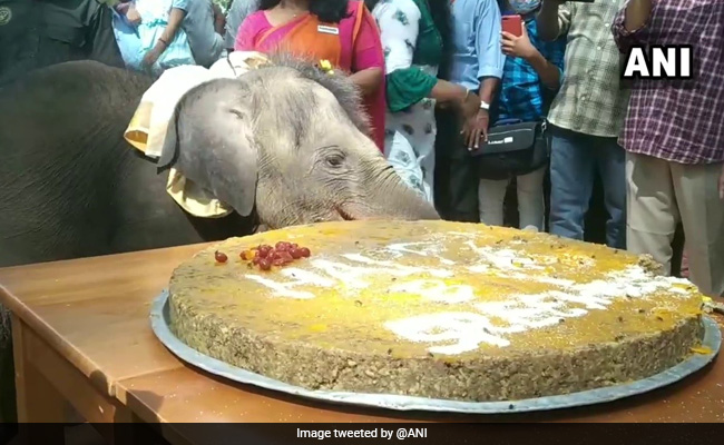 Sreekutty The Baby Elephant Celebrates First Birthday With A Jumbo Cake
