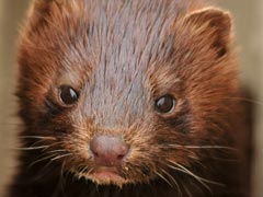 Greece Find COVID-19 Among Mink At Two Farms