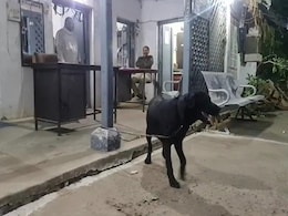 Labrador To Undergo DNA Test To End Ownership Dispute In Madhya Pradesh Labrador To Undergo DNA Test To End Ownership Dispute In Madhya Pradesh