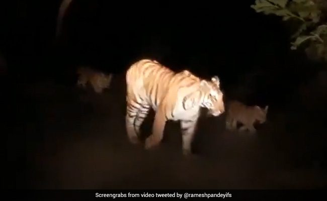 Dudhwa Tigress And Cubs Walk Up To Person Filming Their Video. Watch